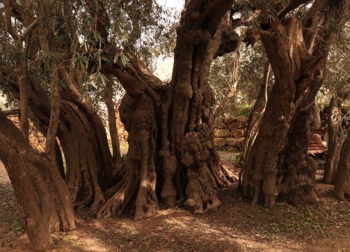 Ancient trunk of the al-Badawi tree in al-Walaja, the second oldest olive tree in the world