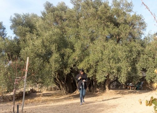 The al-Badawi olive tree in al-Walaja is a world treasure that could be 5,000 years old.