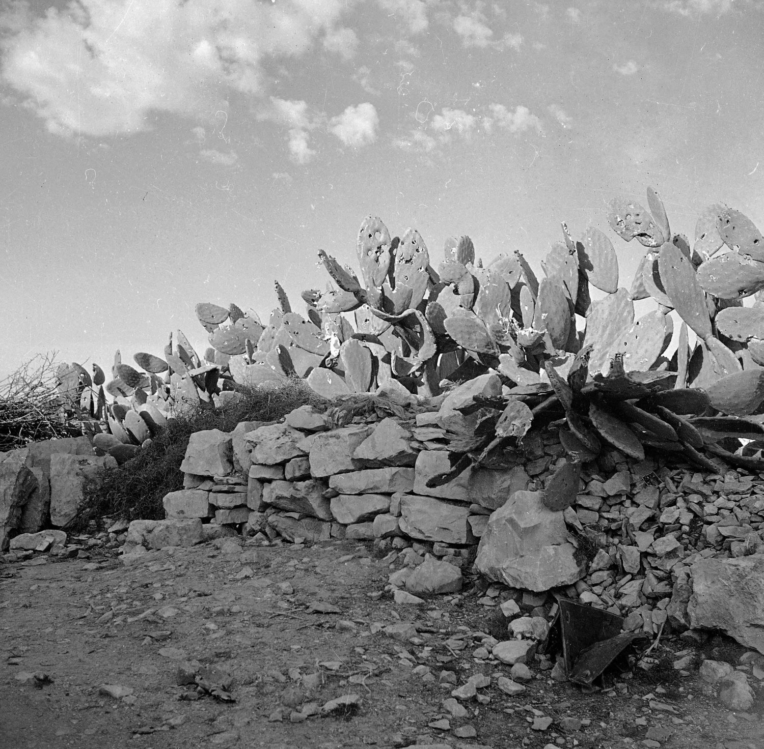 Bullet-riddled cactus (sabr) in the village of Deir Yasin just outside Jerusalem, 1948